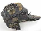 Fossile d'caille ganoide de Poisson Lepidotes maximus du jurassique Boulonnais